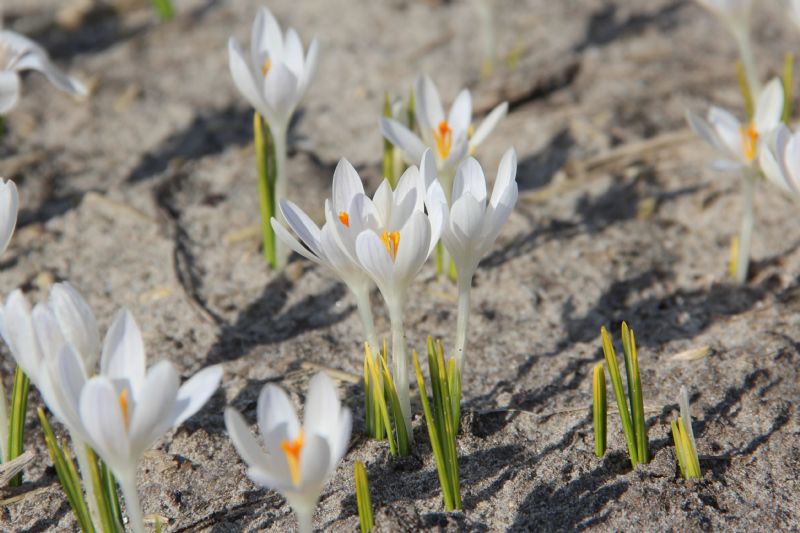 Crocus tommasinianus 'Albus'Boerencrocus bestellen